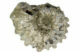 Bumpy Ammonite (Douvilleiceras) Fossil - Madagascar #247958-1